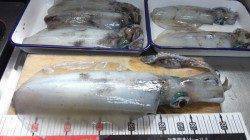 蒲入　終盤のエギングで800gを頭にアオリイカ好釣果！