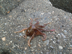 本荘人工島での投げ釣りの釣果