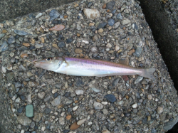 本荘人工島での投げ釣りの釣果