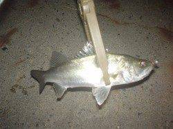 舞洲でアジング、難しいけどやっぱり楽しいですね～