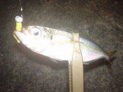 舞洲でアジング、難しいけどやっぱり楽しいですね～