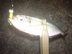 舞洲でアジング、難しいけどやっぱり楽しいで…