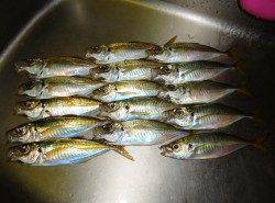 満潮から下げ始めた途端アジ高活性に！