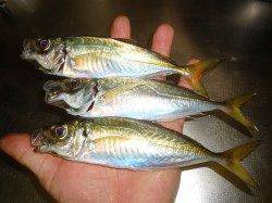 満潮から下げ始めた途端アジ高活性に！