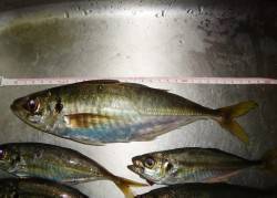 自己最高記録28ｃｍ、嬉しい1匹！