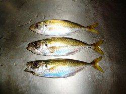 高砂埋立地でのアジング釣果、中アジも釣果が下がってきました