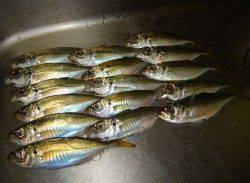 高砂埋立地周辺のアジング【まだもう少しイケそうです】