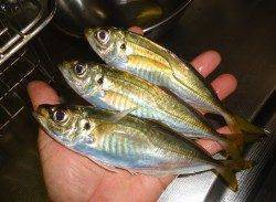 高砂埋立地周辺のアジング【まだもう少しイケそうです】