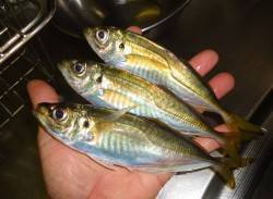 高砂埋立地周辺のアジング【まだもう少しイケ…