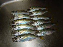 アジまだ居ました！【油も乗っておいしいよ～】