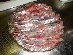 アジまだ居ました！【油も乗っておいしいよ～】