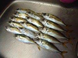 【25日】高砂埋立地で今年最後のアジング