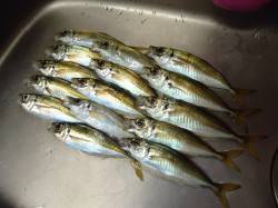 【25日】高砂埋立地で今年最後のアジング