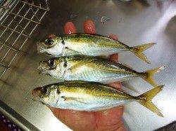 【25日】高砂埋立地で今年最後のアジング