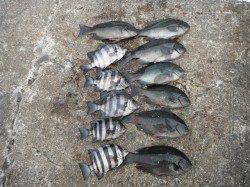 グレ、サンバソウに36cmのウマヅラ★北港魚釣り公園★