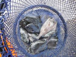 グレ、サンバソウに36cmのウマヅラ★北港…