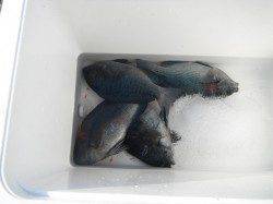 北港魚つり公園でグレ釣り　〜27cm頭に4枚〜