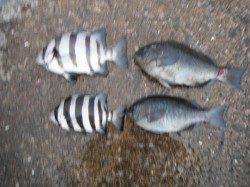 北港魚つり公園でグレ&サンバソウ