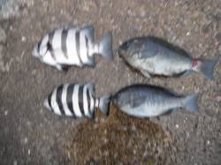 北港魚つり公園でグレ&サンバソウ