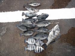 北港釣り公園、グレ・チヌなど良く釣れました…