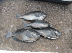 【16日】和歌山北港魚つり公園でグレ