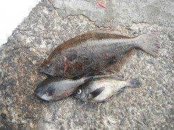 北港魚つり公園で48cmのヒラメ　他メバル・グレ　