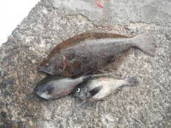 北港魚つり公園で48cmのヒラメ　他メバル…