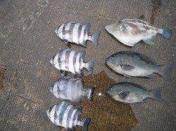 北港釣り公園、グレ・ウマズラなどの釣果