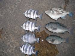 北港釣り公園、グレ・ウマズラなどの釣果