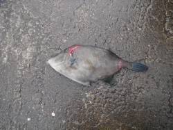 北港魚つり公園でウマヅラハギ★36cm★