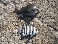 北港魚つり公園でグレ&サンバソウ