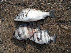 【24日】北港魚つり公園でチヌ&サンバソウ