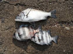 【24日】北港魚つり公園でチヌ&サ…