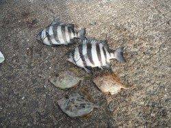 北港魚つり公園クリスマス釣果　チヌ・サンバソウ・カワハギ