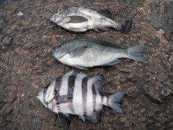 雨の北港魚つり公園でサンバソウにメバル他