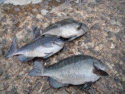 雨の北港魚つり公園でサンバソウにメバル他