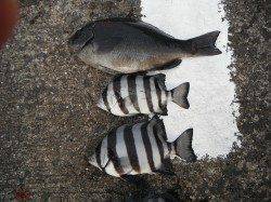 本日もグレ・サンバソウが釣れています！北港魚つり公園