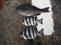 本日もグレ・サンバソウが釣れています！北港…