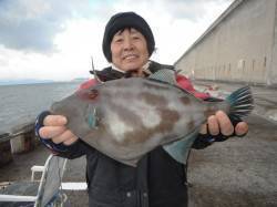 北港魚つり公園で大きなウマヅラ！