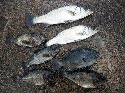 北港釣り公園　セイゴ・メバル・グレ・ウマヅラ☆