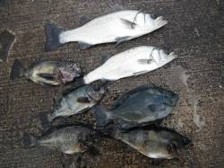 北港釣り公園　セイゴ・メバル・グレ・ウマヅ…