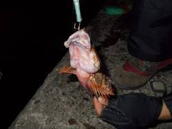 兵庫突堤でライトジギング、岸壁すれすれでH…