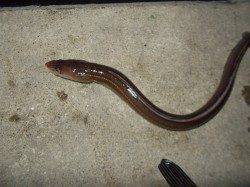 サンマの切り身のチョイ投げでアナゴ8本！夜の兵庫突堤