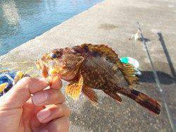 サンマの切り身のチョイ投げでアナゴ8本！夜の兵庫突堤