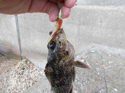 ２時間のデイゲームでソイ連続ヒット♪