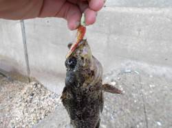 ２時間のデイゲームでソイ連続ヒット♪