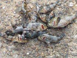 ２時間のデイゲームでソイ連続ヒット♪