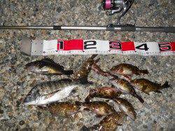 貝塚人工島でエビ撒き釣り、アタリは多かったですが型が上がりませんでした…