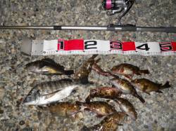 貝塚人工島でエビ撒き釣り、アタリは多かった…