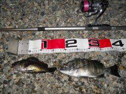 貝塚人工島でエビ撒き釣り、アタリは多かったですが型が上がりませんでした…